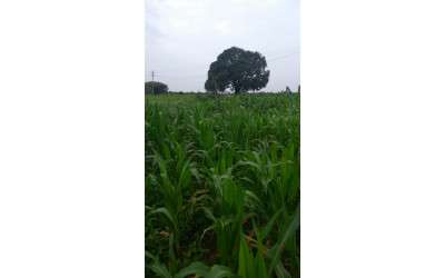 Devarkadra 