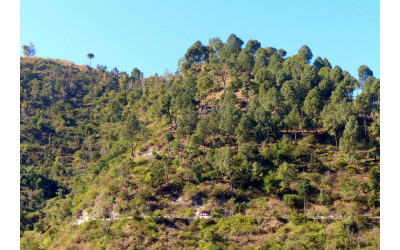 Kandikal 